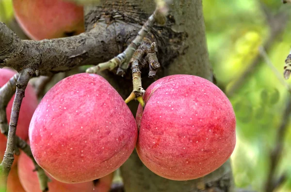 Několik ovoce čerstvé jablko — Stock fotografie
