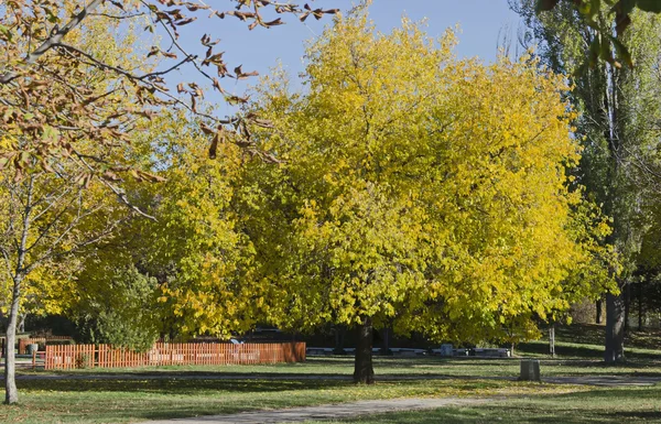 Forêt d'automne ensoleillée colorée — Photo