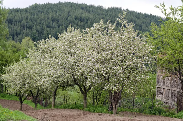 Vířivka pohled květy jabloní — Stock fotografie