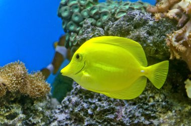 altın balık ve renkli mercan resif