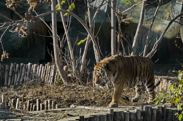 Tigre orgulhoso andando na casa — Fotografia de Stock