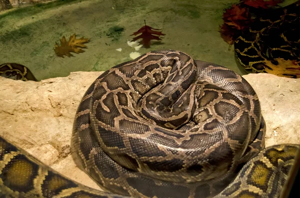 Python φίδι close-up — Φωτογραφία Αρχείου