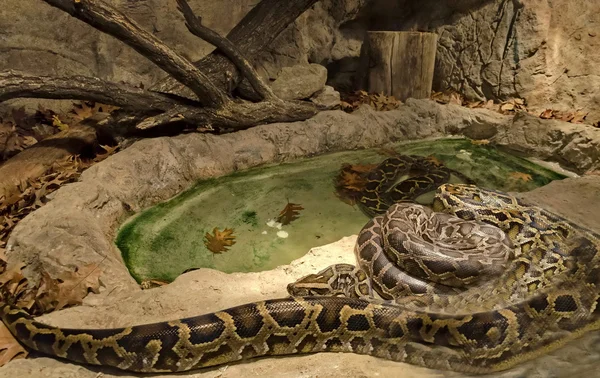 Python cobra close-up — Fotografia de Stock