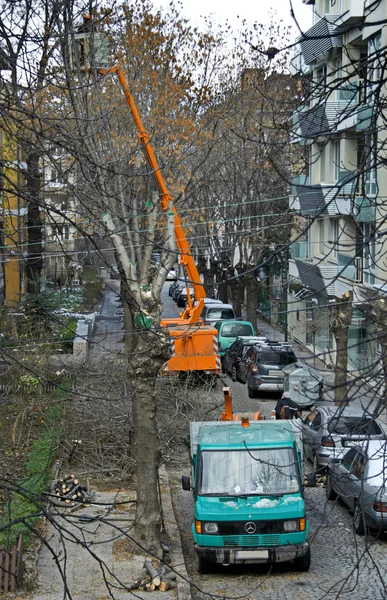 Technology line for scission and gather of high trees — Stock Photo, Image