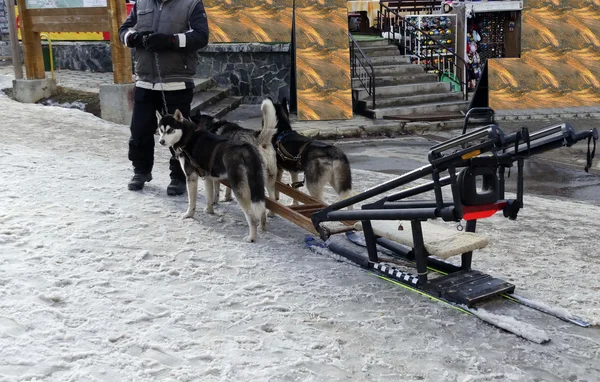 Team of dogs ready pulling dogsled — Stock Photo, Image