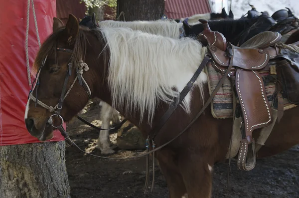 Horse riding club in Borovetz resort — Stock Photo, Image