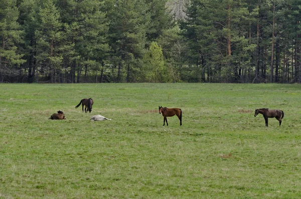 Группа лошадей в поле — стоковое фото