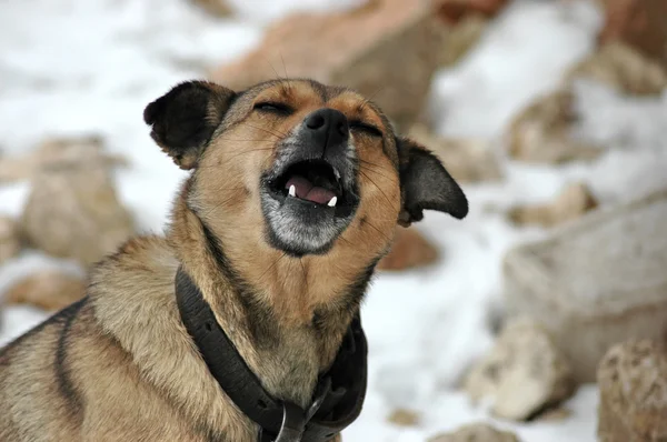 牧羊犬 — 图库照片