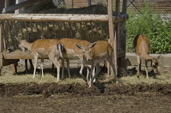 Cztery ikra i jednego dziecka — Zdjęcie stockowe