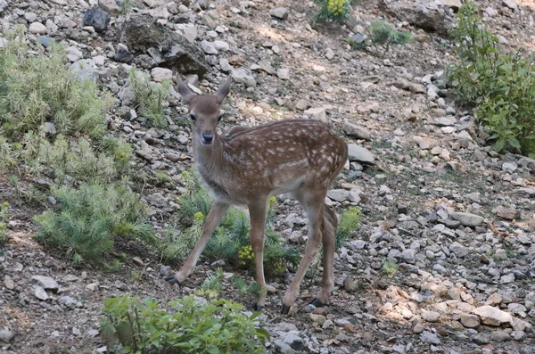 Un chevreuil dehors un tour — Photo