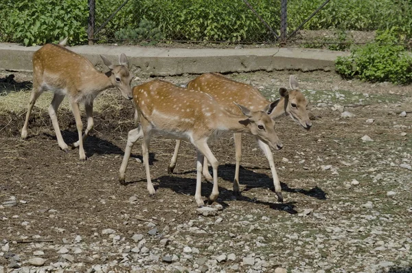 Three roes out a turn — Stock Photo, Image