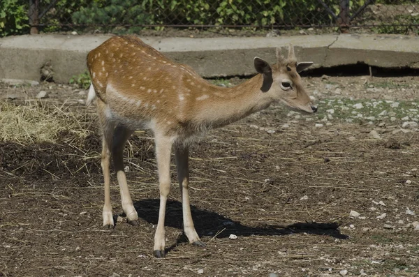 One deer out a turn — Stock Photo, Image