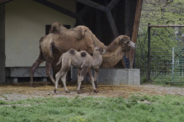 Camel met kalf — Stockfoto