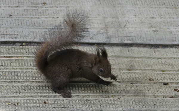 Écureuil brun dans le jardin — Photo