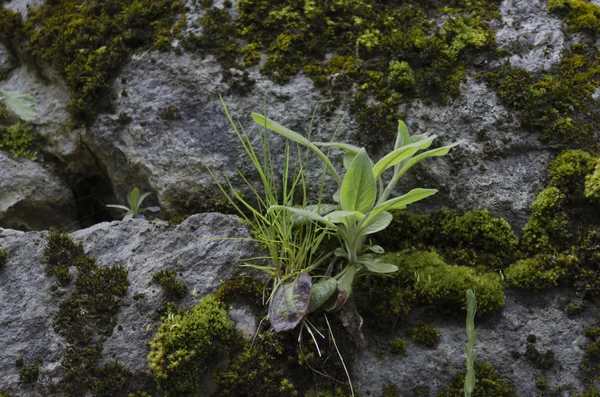 Planta fresca en muro de piedra —  Fotos de Stock