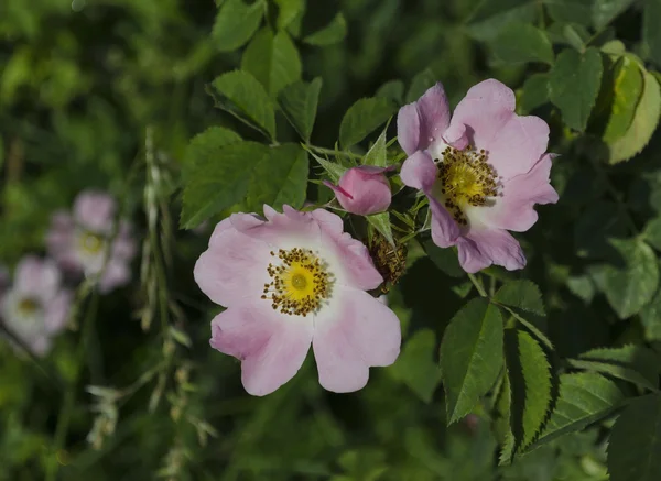 A bush of brier (wild rose) — Stock Photo, Image
