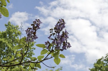 Gökyüzü çiçeği şubelere jakaranda ağacı görünümünü