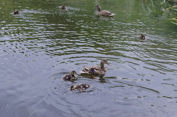 Beauté deux canards colverts et leur poussin nager — Photo