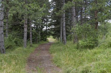 Sakin orman yolu dağ