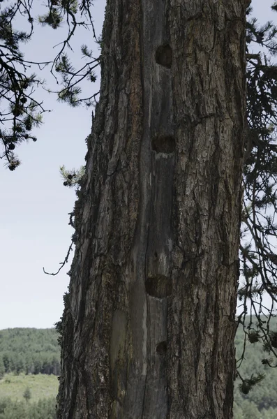 Kůra z borovice s otvorem pták — Stock fotografie