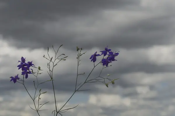 Twig wild larkspur (Delphinium) purple flowers