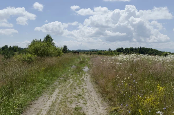 mountain alanında çiçekler