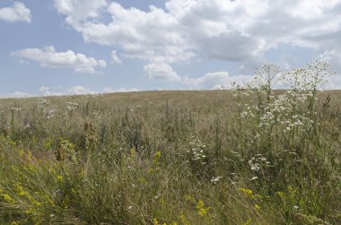 Güzel çiçekler manzara Plana Mountain