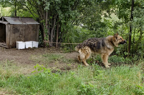 Perro de raza completa en la casa de campo de guardia de la naturaleza —  Fotos de Stock