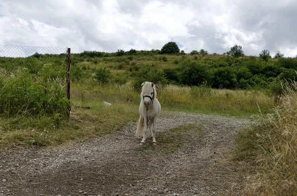 Een pony eruit als model in het veld berg Lulin — Stockfoto