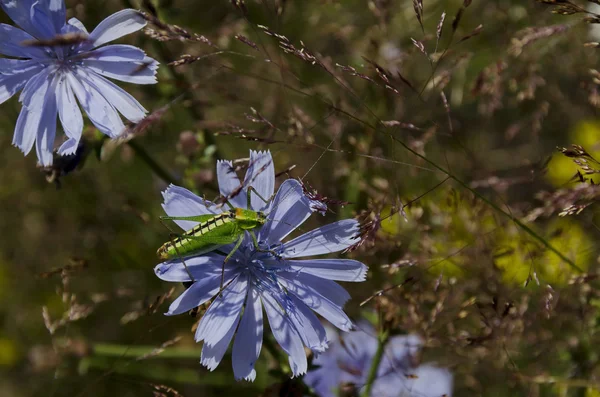 Ακρίδα (Acrididae) στο λουλούδι — Φωτογραφία Αρχείου
