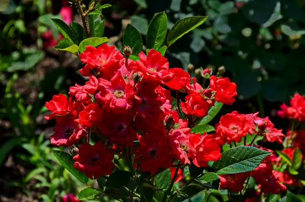 Blommande Rosenbuske Med Röda Blommor Rosenträdgården Sofia Bulgarien — Stockfoto