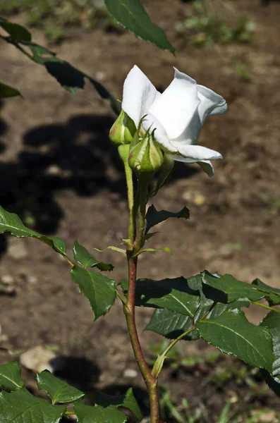 Gül Bahçesinde Çiçek Açan Gül Çalısı Sofya Bulgaristan — Stok fotoğraf