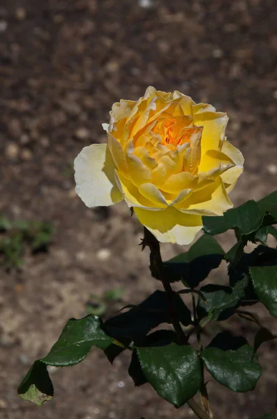 Квітучі Кущі Жовтими Квітами Саду Троянд Софія Болгарія — стокове фото