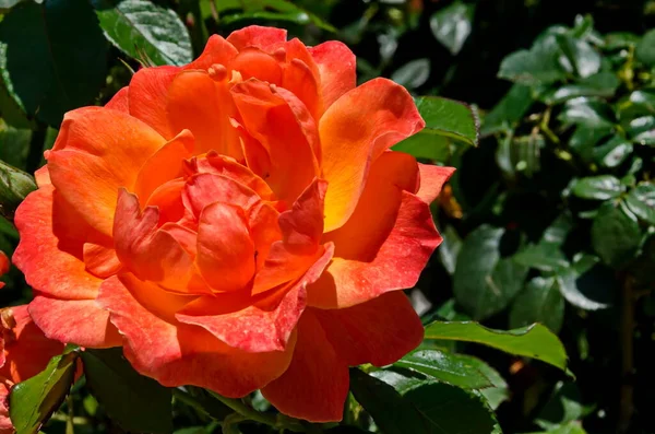 Arbusto Rosa Florescente Com Flores Laranja Jardim Rosas Sofia Bulgária Imagem De Stock