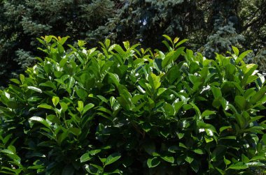 Prunus Laurocerasus ya da Cherry Laurel 'a bir göz atın, bahçedeki yemyeşil çalı, Sofya, Bulgaristan    
