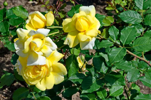 Gül Bahçesinde Renkli Sarı Beyaz Çiçeklerle Çiçek Açan Gül Çalısı — Stok fotoğraf