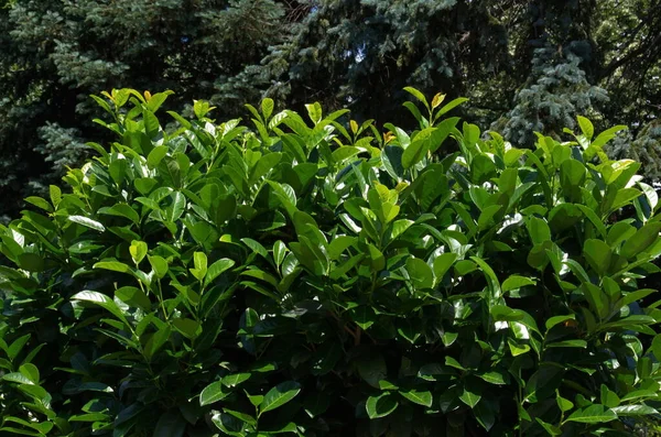 Prunus Laurocerasus ya da Cherry Laurel 'a bir göz atın, bahçedeki yemyeşil çalı, Sofya, Bulgaristan    