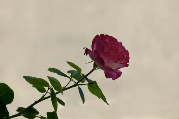 Ανθισμένο Τριαντάφυλλο Κλαδί Πολύχρωμα Ροζ Και Λευκά Λουλούδια Στον Κήπο — Φωτογραφία Αρχείου