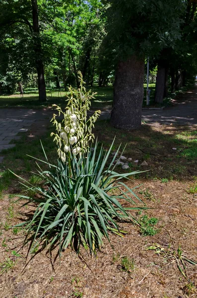 ブルガリア ソフィアの庭のユッカや世紀の植物の白い花 — ストック写真