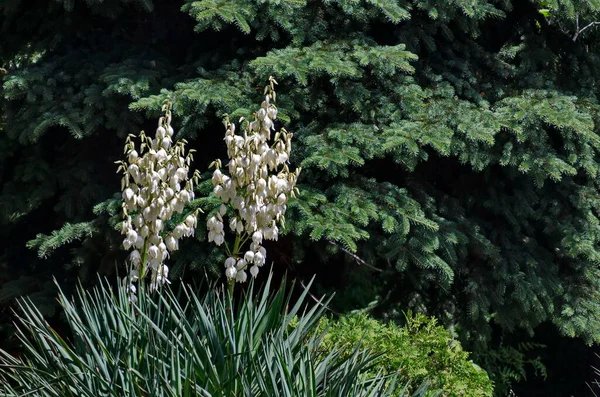 Flores Brancas Uma Iúca Planta Século Jardim Sofia Bulgária — Fotografia de Stock