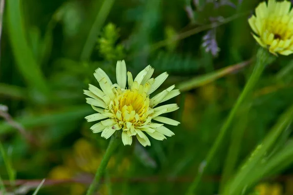 Velmi Vzácně Modrý Cichorium Intybus Nebo Čekanka Divoký Květ Žlutým — Stock fotografie