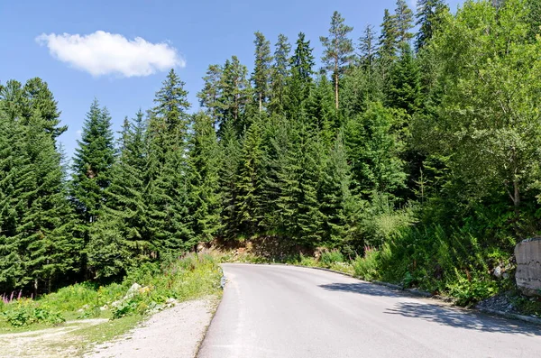 Green Coniferous Forest Road Rila Mountain Bulgaria Europe — Stock Photo, Image