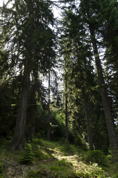 Зеленый Хвойный Лес Тропа Горах Рила Болгария Европа — стоковое фото
