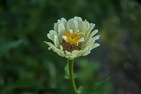 Galho Fresco Zinnia Branca Florescer Jardim Sofia Bulgária — Fotografia de Stock