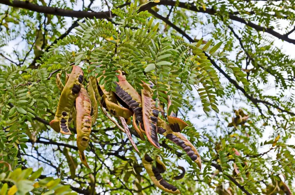 Jesienią Drzewo Gleditsia Triacanthos Liśćmi Owocami Sofia Bułgaria — Zdjęcie stockowe