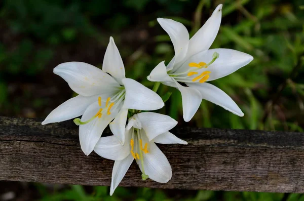 Květinka Bílými Květy Madonny Lily Nebo Lilium Candidum Sofie Bulharsko — Stock fotografie