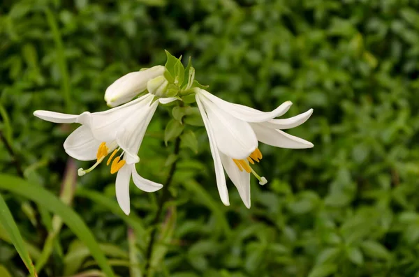 Ramita Con Flores Blancas Madonna Lily Lilium Candidum Sofía Bulgaria — Foto de Stock