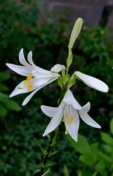 Ramita Con Flores Blancas Madonna Lily Lilium Candidum Sofía Bulgaria — Foto de Stock