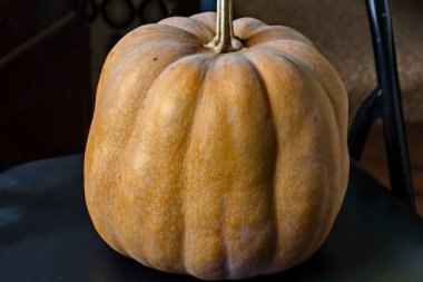 Sonbaharda büyük iştah açıcı sarı balkabağı, Sofya ve Bulgaristan