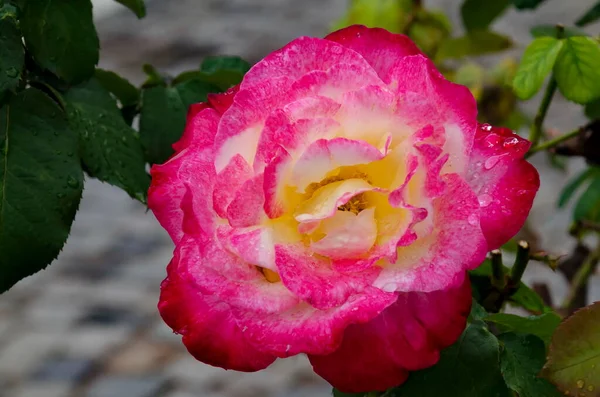 Kwiat Krzewu Róży Ogrodzie Kolorowymi Różowymi Białymi Kwiatami Pokrytymi Kroplami — Zdjęcie stockowe